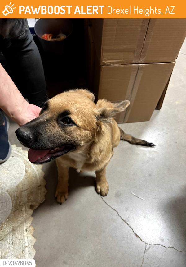 Found/Stray Female Dog last seen cardinal and milton, Drexel Heights, AZ 85746