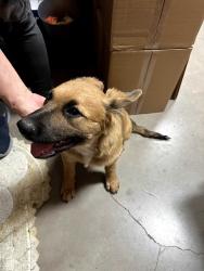 Found/Stray Female Dog last seen cardinal and milton, Drexel Heights, AZ 85746