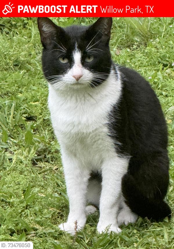 Lost Male Cat last seen Fairway Drive and Willow Crest Drive, Willow Park, TX 76087