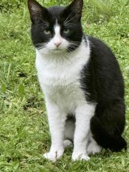 Lost Male Cat last seen Fairway Drive and Willow Crest Drive, Willow Park, TX 76087