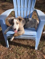 Reunited Male Dog last seen Villanueva dr keystone heights, Clay County, FL 32656