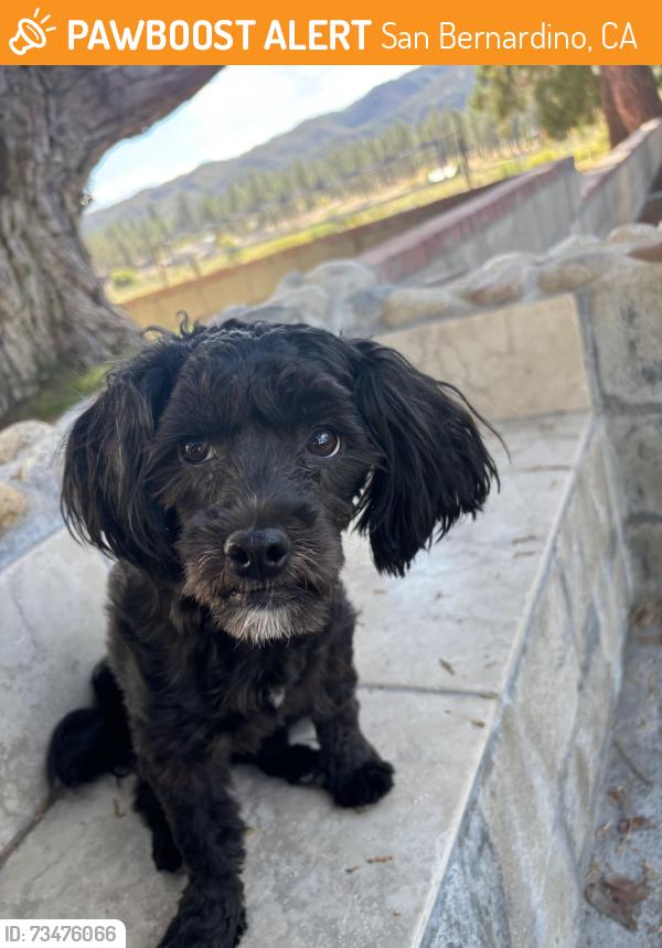 Found/Stray Male Dog last seen Tippecanoe ave, San Bernardino, CA 92415