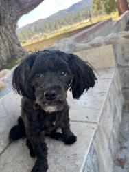 Found/Stray Male Dog last seen Tippecanoe ave, San Bernardino, CA 92415