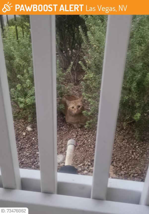 Found/Stray Unknown Cat last seen Hualapai/ elkhorn, Las Vegas, NV 89166
