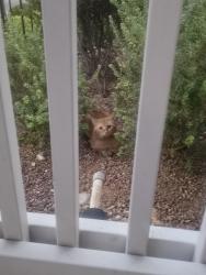 Found/Stray Unknown Cat last seen Hualapai/ elkhorn, Las Vegas, NV 89166