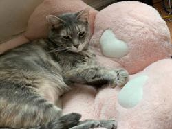 Lost Female Cat last seen Janivar Drive, Lansing, NY 14850