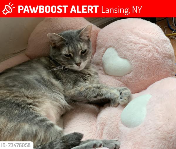 Lost Female Cat last seen Janivar Drive, Lansing, NY 14850
