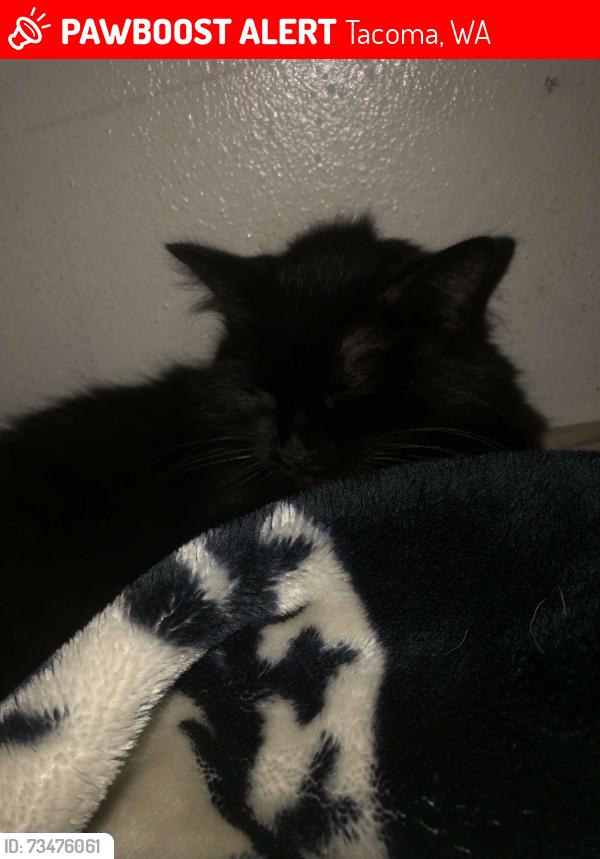 Lost Female Cat last seen Waller Rd E, WA, Tacoma, 98446, No. 8611, Tacoma, WA 98446