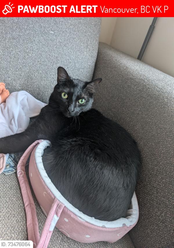 Lost Male Cat last seen Adanac and Kootenay, Vancouver, BC V5K 2P7