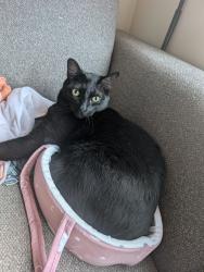 Lost Male Cat last seen Adanac and Kootenay, Vancouver, BC V5K 2P7