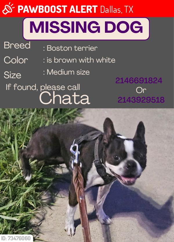 Lost Female Dog last seen University and Roper, Dallas, TX 75209