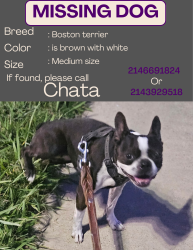 Lost Female Dog last seen University and Roper, Dallas, TX 75209