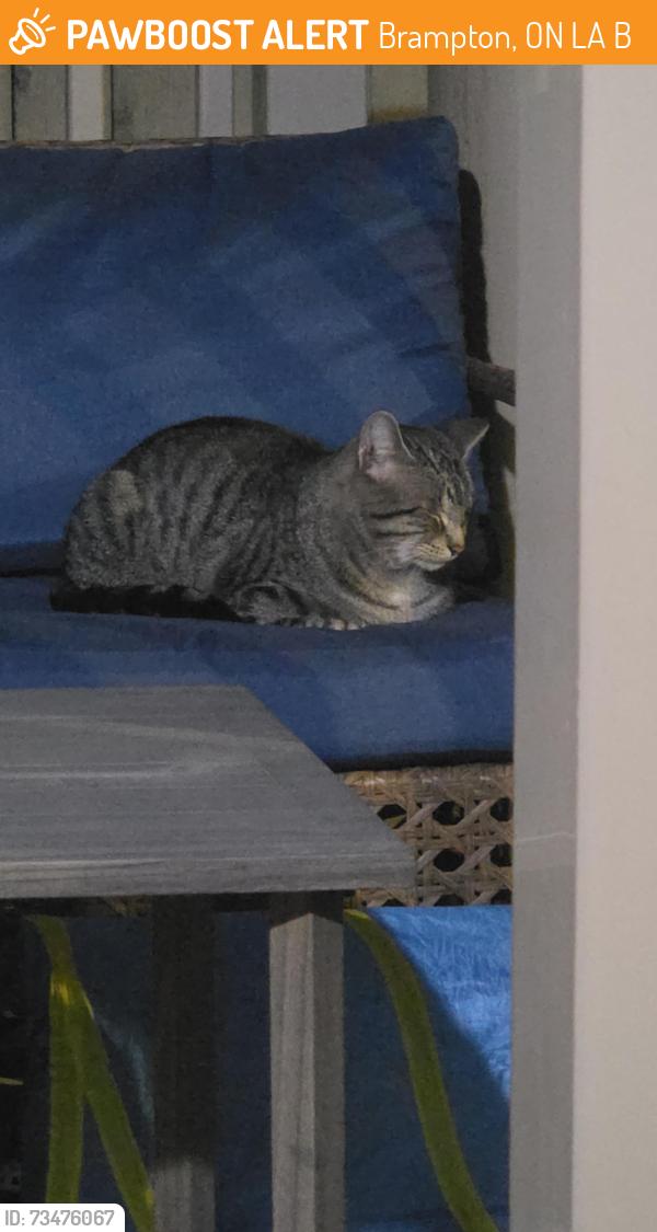 Found/Stray Male Cat last seen My porch, Brampton, ON L7A 0B5