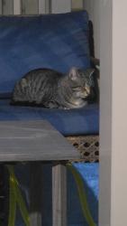 Found/Stray Male Cat last seen My porch, Brampton, ON L7A 0B5