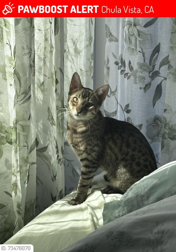 Lost Female Cat last seen 4th Ave and park way, Chula Vista, CA 91910