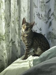Lost Female Cat last seen 4th Ave and park way, Chula Vista, CA 91910