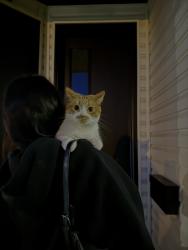 Lost Female Cat last seen Near St NW Calgary, Calgary, AB 