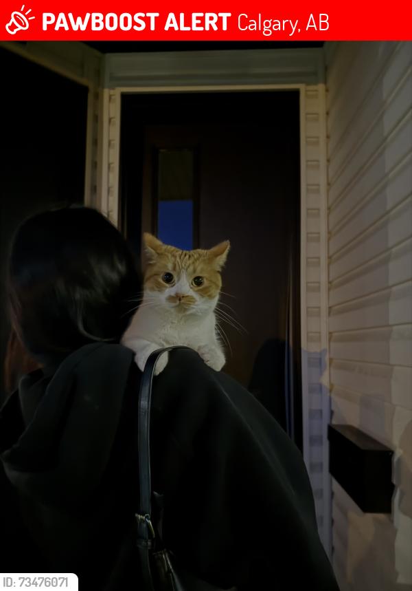 Lost Female Cat last seen Near St NW Calgary, Calgary, AB 