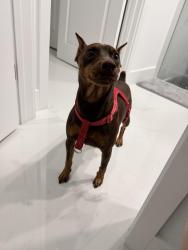 Lost Male Dog last seen Lehigh acres, Lehigh Acres, FL 33974