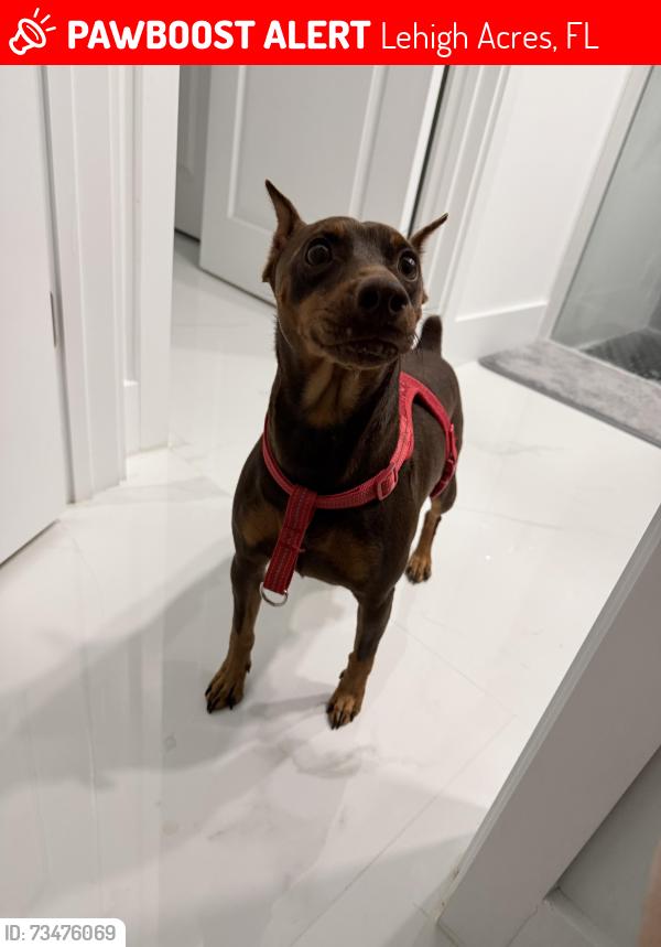 Lost Male Dog last seen Lehigh acres, Lehigh Acres, FL 33974