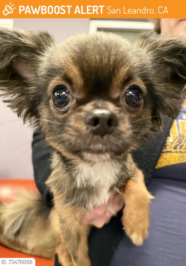 Found/Stray Male Dog last seen Alvarado and Castro, San Leandro, CA 94577