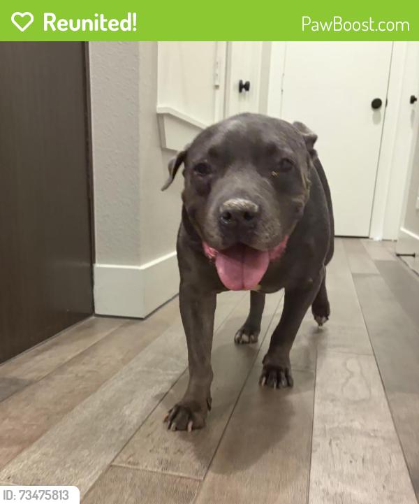 Reunited Male Dog last seen W devitt and green ave, Fort Worth, TX 76110