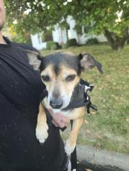 Found/Stray Male Dog last seen found in my drive way on N 35th ave., Yakima, WA 98902