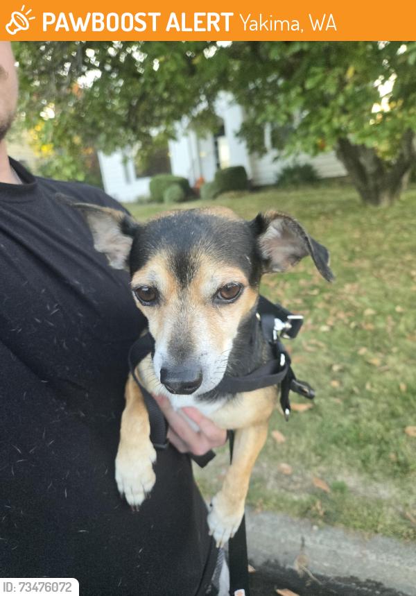 Found/Stray Male Dog last seen found in my drive way on N 35th ave., Yakima, WA 98902