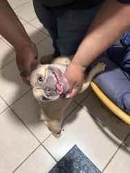 Reunited Female Dog last seen Near Alegria Dr Houston, TX 77083 United States, Houston, TX 77083