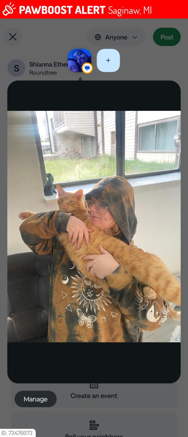 Lost Male Cat last seen Amira, Saginaw, MI 48602