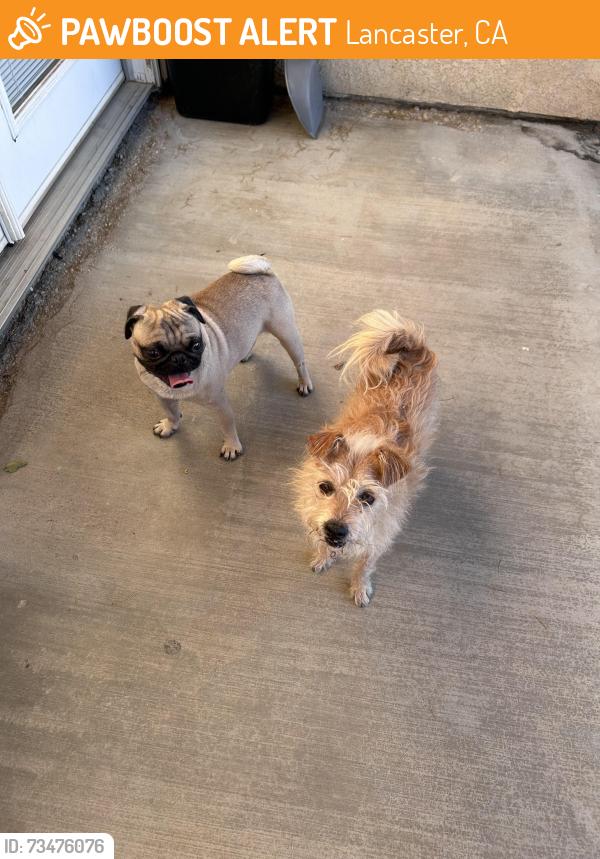 Found/Stray Male Dog last seen Lancaster Ave I & 15st East, Lancaster, CA 93535