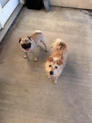 Found/Stray Male Dog last seen Lancaster Ave I & 15st East, Lancaster, CA 93535