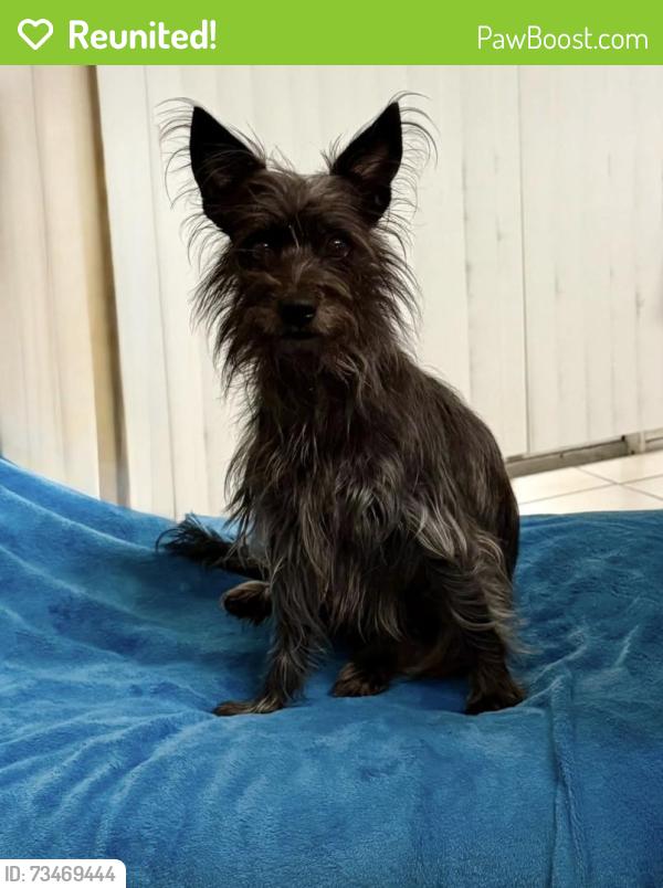 Reunited Female Dog last seen Rusk Circle, Eastpoint Court, Spring Hill, FL 34606