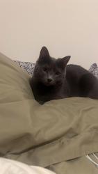 Lost Male Cat last seen Near joliet ave lyons il, Lyons, IL 60534