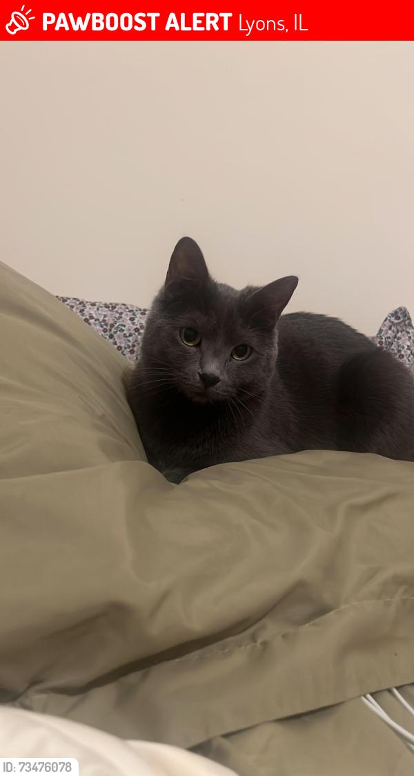 Lost Male Cat last seen Near joliet ave lyons il, Lyons, IL 60534