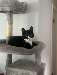 Lost Male Cat last seen 124a and 101, Surrey, BC 