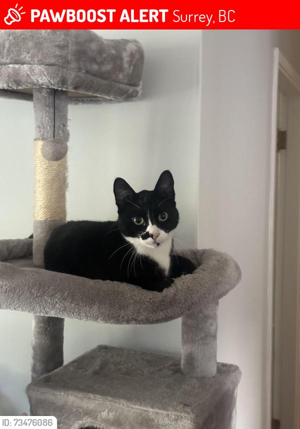 Lost Male Cat last seen 124a and 101, Surrey, BC 