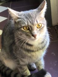 Found/Stray Female Cat last seen villanova road and rancho la vista, Mira Monte, CA 93023