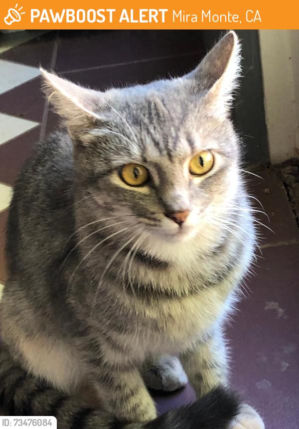 Found/Stray Female Cat last seen villanova road and rancho la vista, Mira Monte, CA 93023