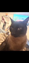 Lost Male Cat last seen The lodge at madrona, Tacoma, WA 98409