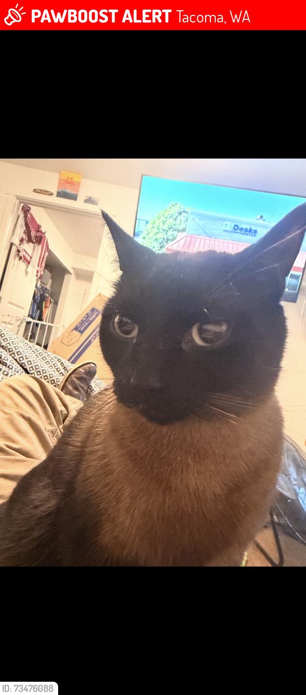 Lost Male Cat last seen The lodge at madrona, Tacoma, WA 98409