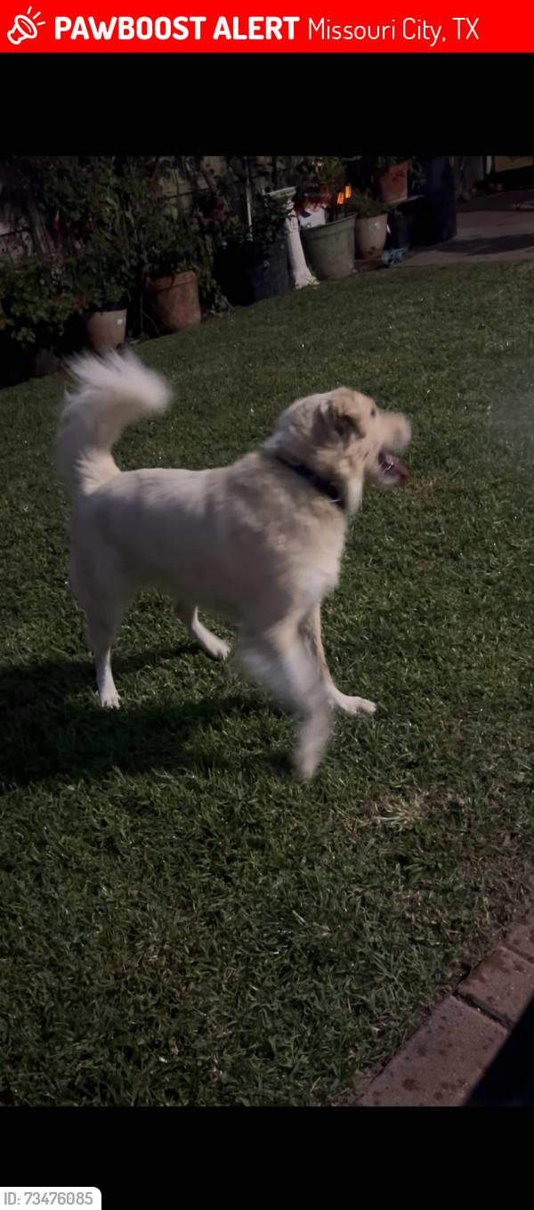 Lost Male Dog last seen Freedom Tree Park, Missouri City, TX 77459