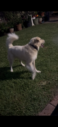 Lost Male Dog last seen Freedom Tree Park, Missouri City, TX 77459