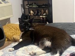 Reunited Female Cat last seen behind 36 oak ave next to UMASS Memorial hosp, Worcester, MA 01605
