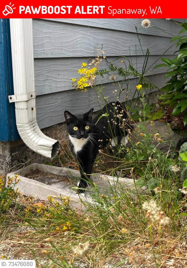 Lost Female Cat last seen 204th St E - 30th Ave E, Spanaway, WA 98387