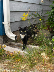 Lost Female Cat last seen 204th St E - 30th Ave E, Spanaway, WA 98387