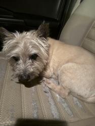 Found/Stray Male Dog last seen Sherman Ave and Donegal Ave, Troy, NY 12180