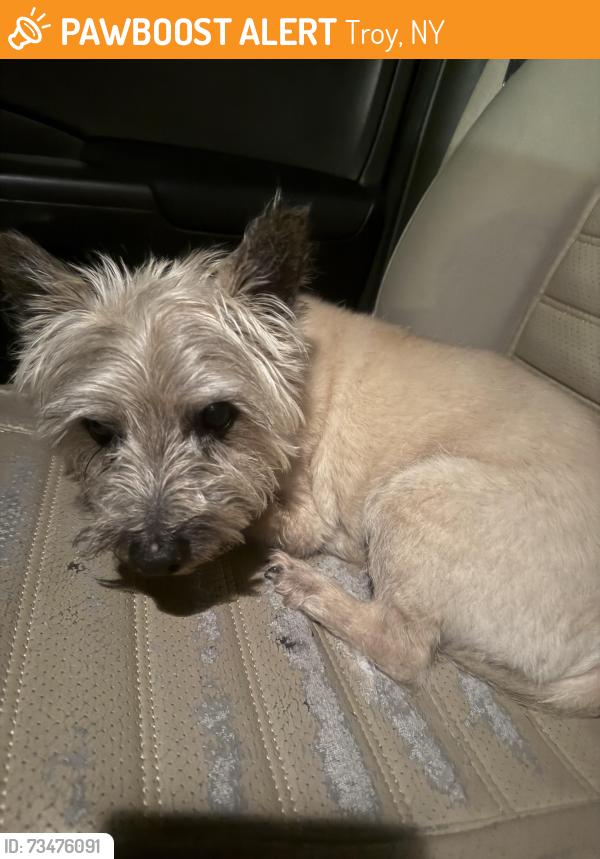 Found/Stray Male Dog last seen Sherman Ave and Donegal Ave, Troy, NY 12180