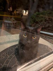 Found/Stray Unknown Cat last seen N independence & 95th, Westminster, CO 80021