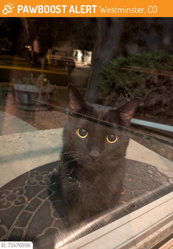 Found/Stray Unknown Cat last seen N independence & 95th, Westminster, CO 80021